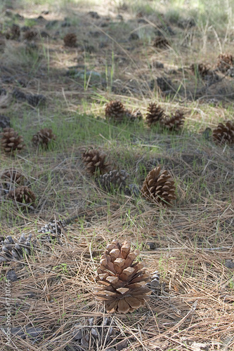 pine cones
