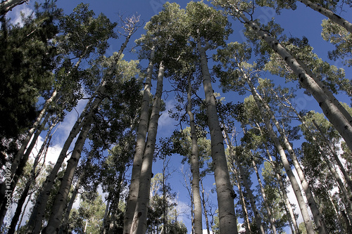 tree tops