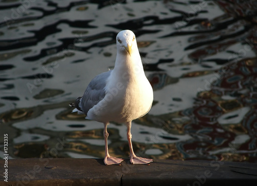 waterfowl