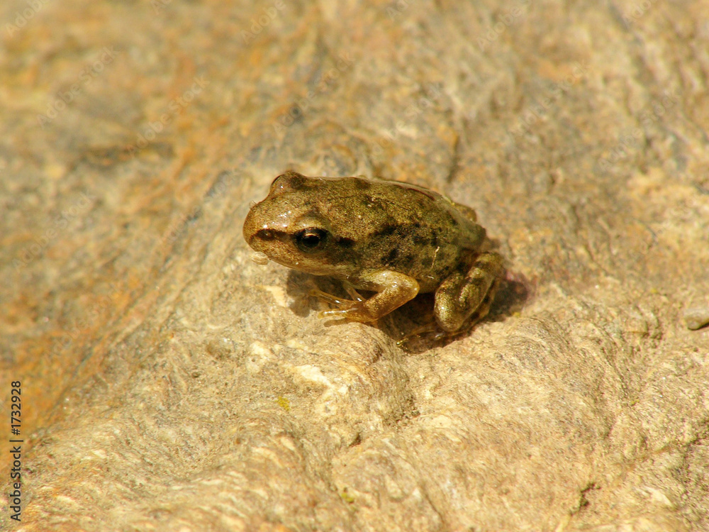 Obraz premium petite grenouille