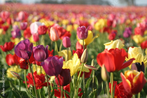 tulip fields