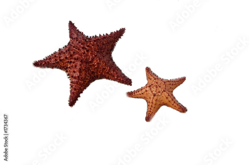 starfish