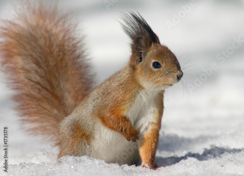squirrel on the snow