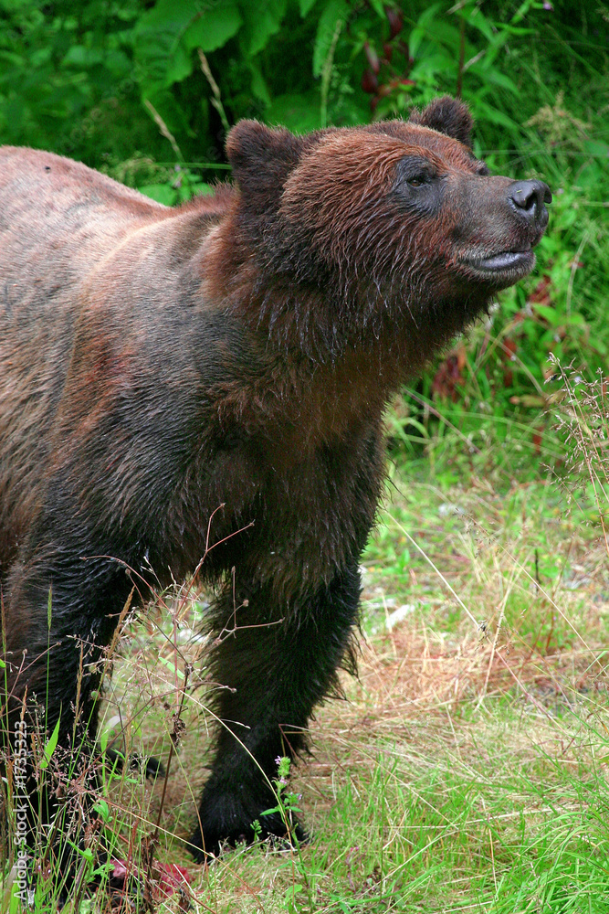 Fototapeta premium grizzly bear