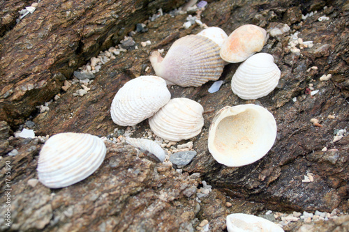 coquillages