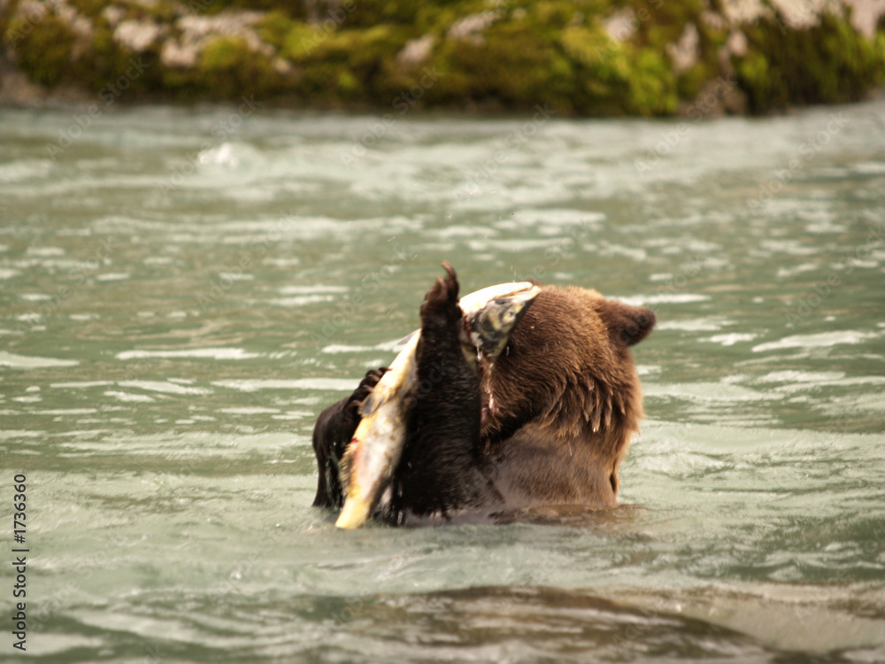 Fototapeta premium junger grizzly beim lachsfang