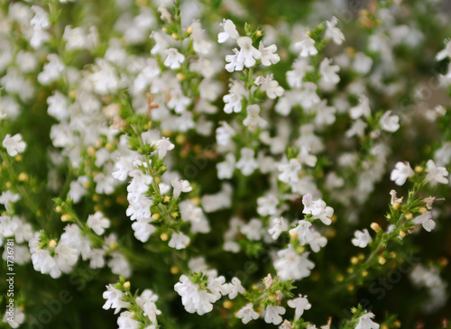 Fototapeta Naklejka Na Ścianę i Meble -  white flowers