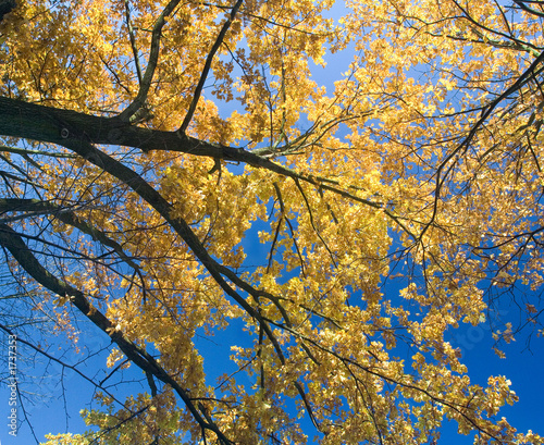 yellow tree in autumn