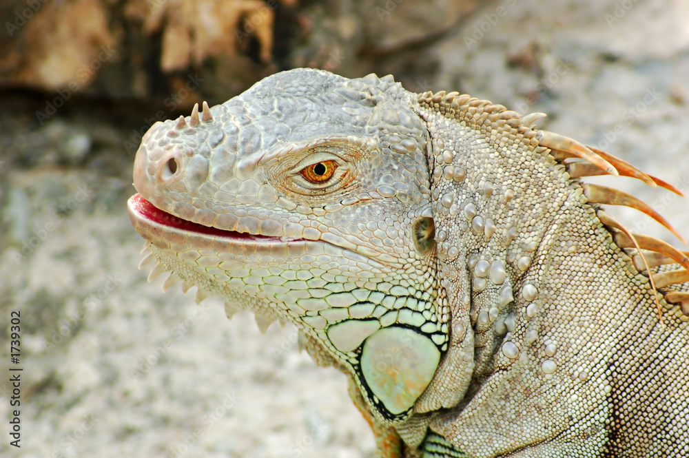 Fototapeta premium iguana head