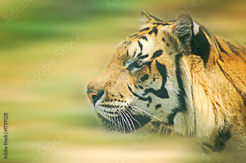 tiger motion