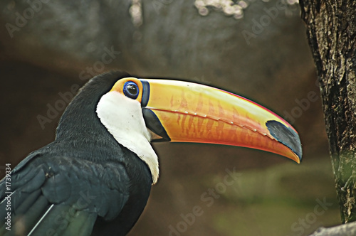 toucan © Adrian Hillman