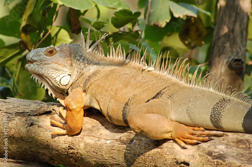 tree iguana