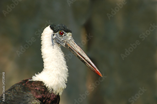 Foto woolly necked stork