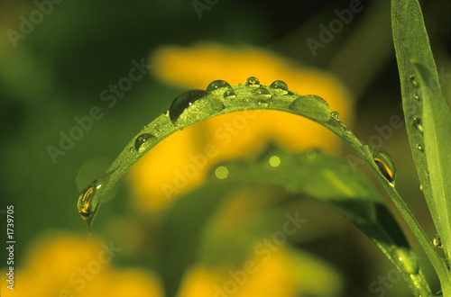 gouttes d'eau