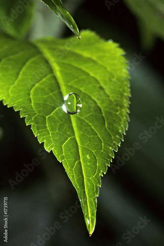 goutte d'eau