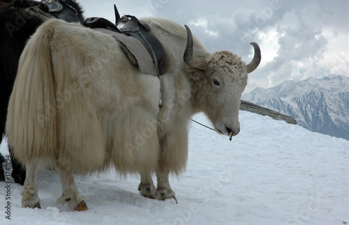 yak in himalayas photo