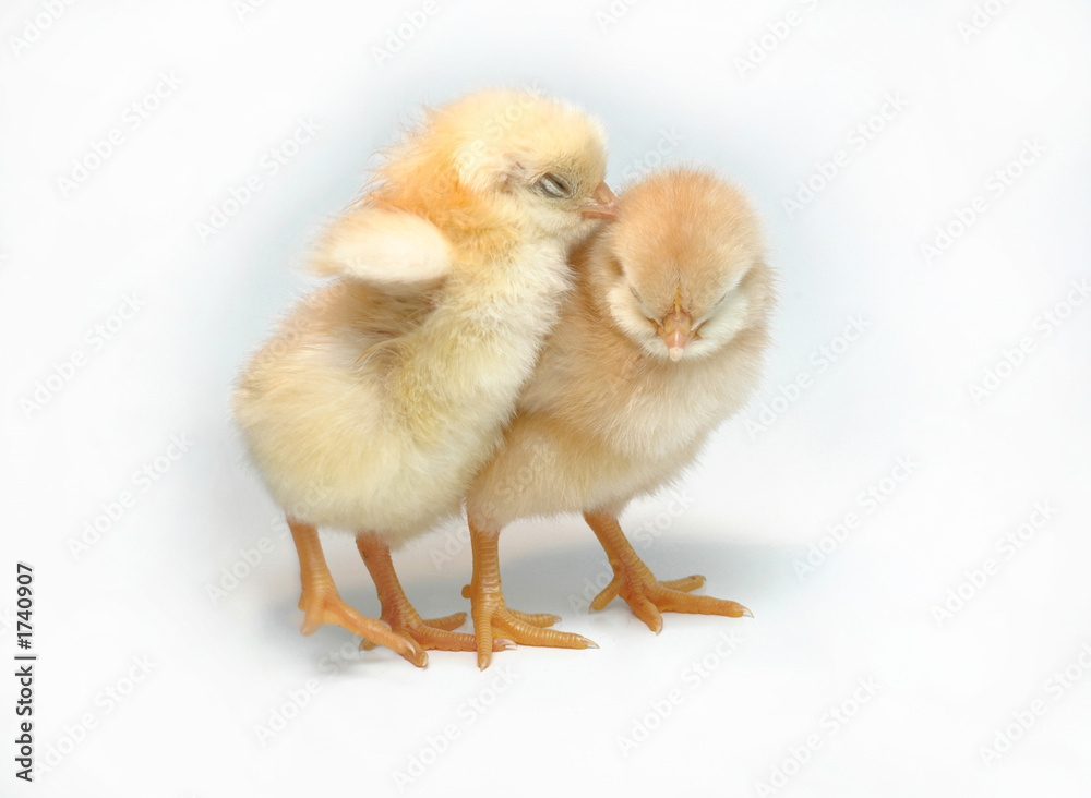 Obraz premium sleepy