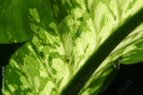 leaf