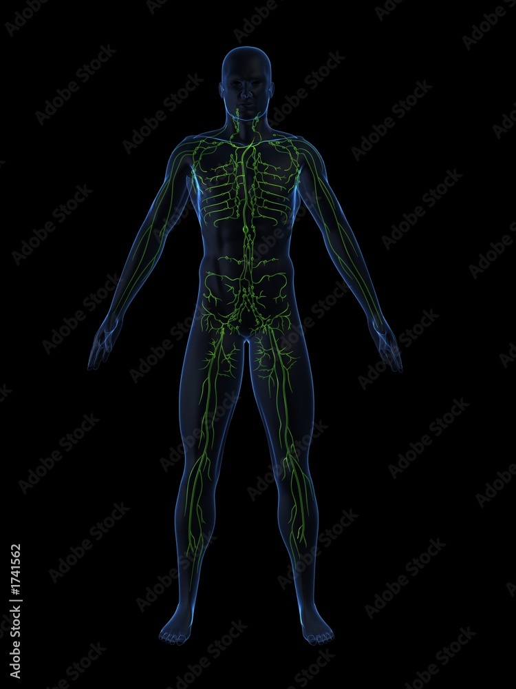 lymphsystem