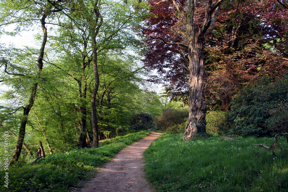 im wald im wald