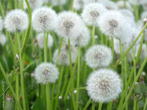 dandelions