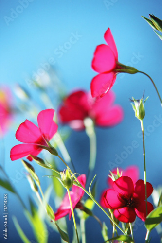 red flowers