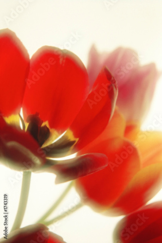 red tulip