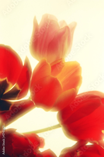 red tulip