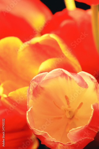 red tulip