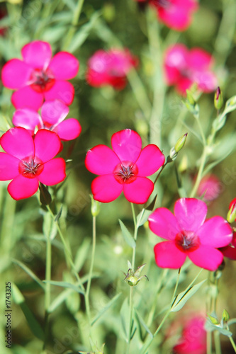 red flower