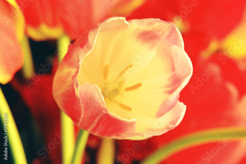 red tulip