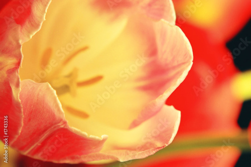 red tulip