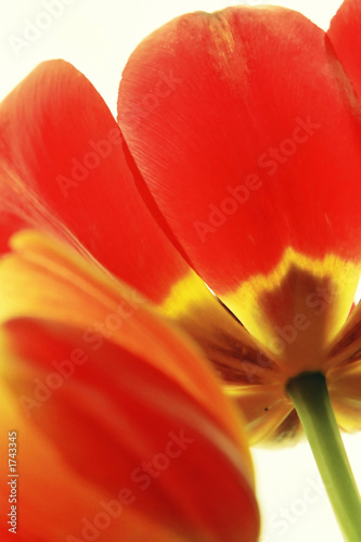 red tulip
