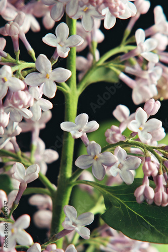 lilac