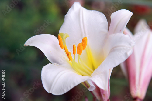 madonna lily
