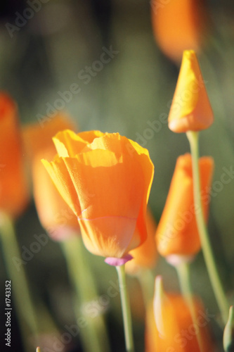 orange flower
