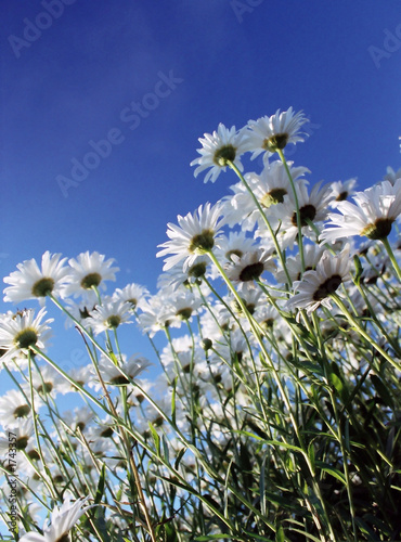 camomiles on a background of the sky