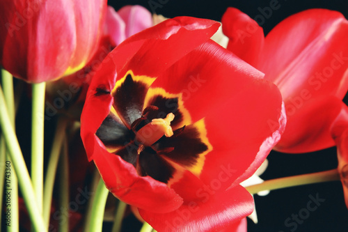 red tulip