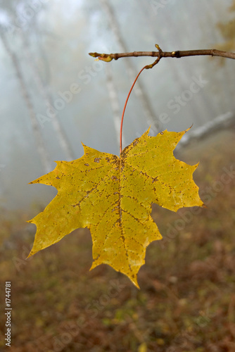 alone yellow autumnal maple leaf