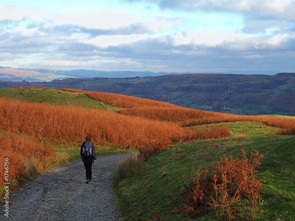 Obraz premium walking through bracken