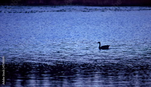 lone swan