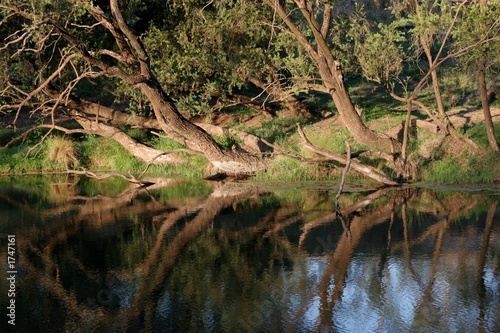 trees by the river