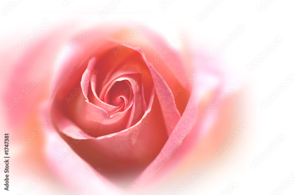 rose rose