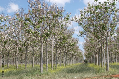 paulownia tree plantation