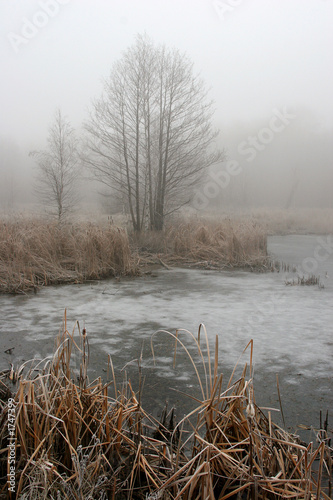 grass and trees in fog photo