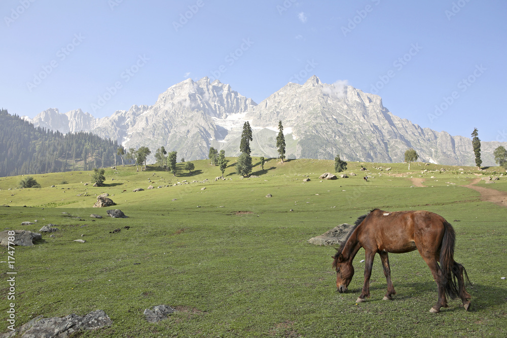 mountain view with horse