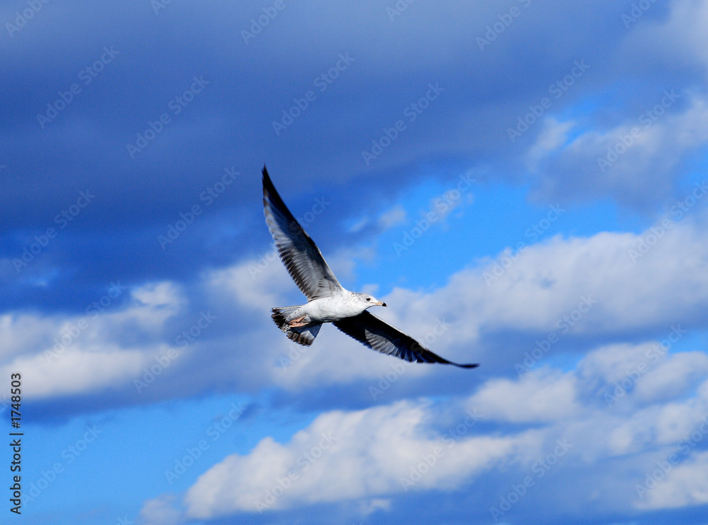 seagull in flight seagull in flight
