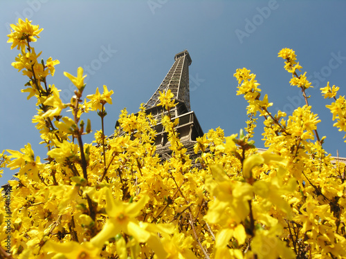 spring in paris photo