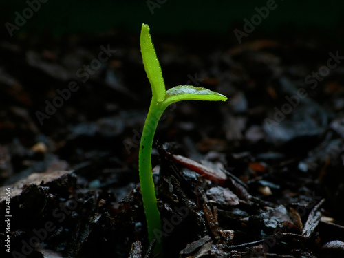 citrus seedling - day 1