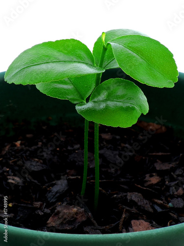 citrus seedling - day 14